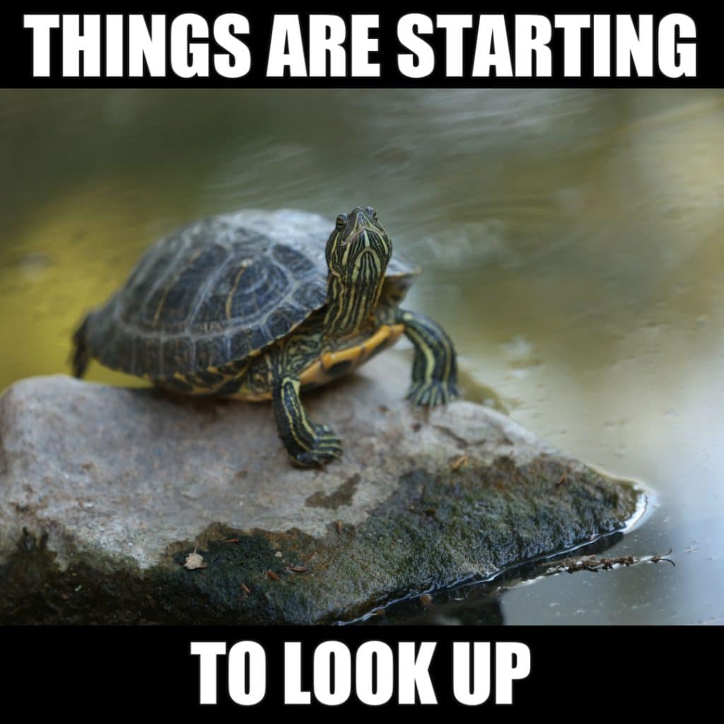 17 Cute Turtle Memes To Make You Smile Or LOL 17 Cute Turtle Memes To Make You Smile Or LOL