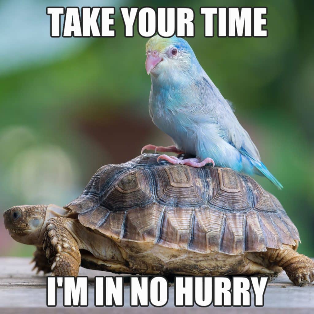 17 Cute Turtle Memes To Make You Smile Or LOL 17 Cute Turtle Memes To Make You Smile Or LOL