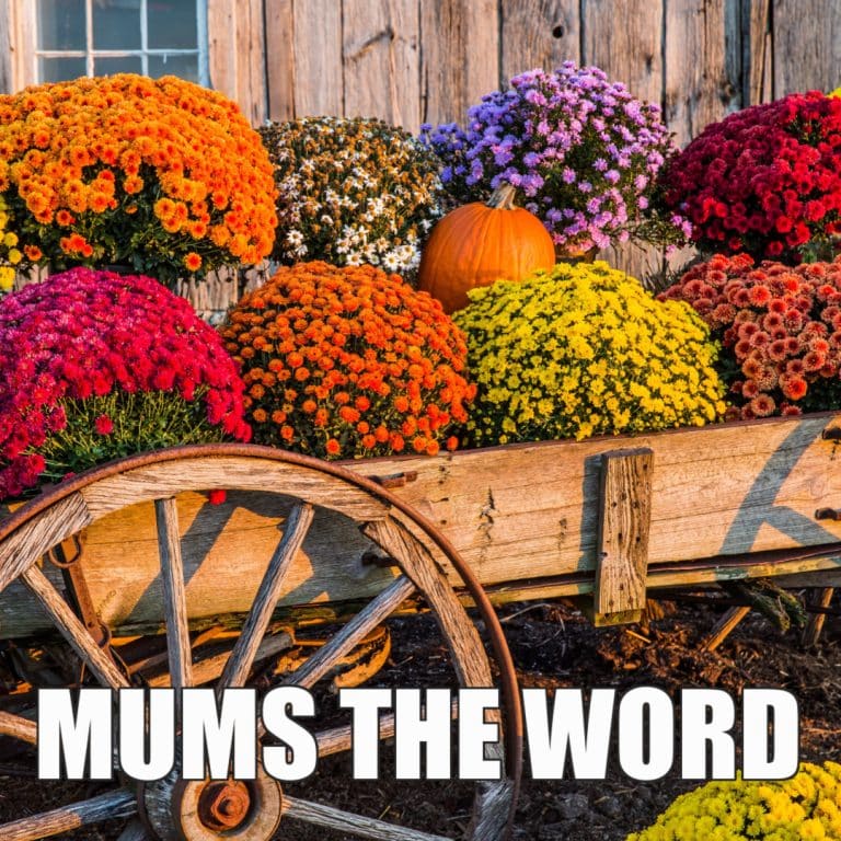 These 12 Fantastic Fall Memes Will Have You Smiling